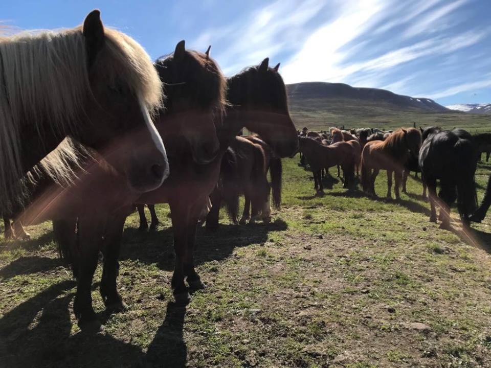 Sythra-Skoerthugil Guesthouse Varmahlid  Exteriér fotografie